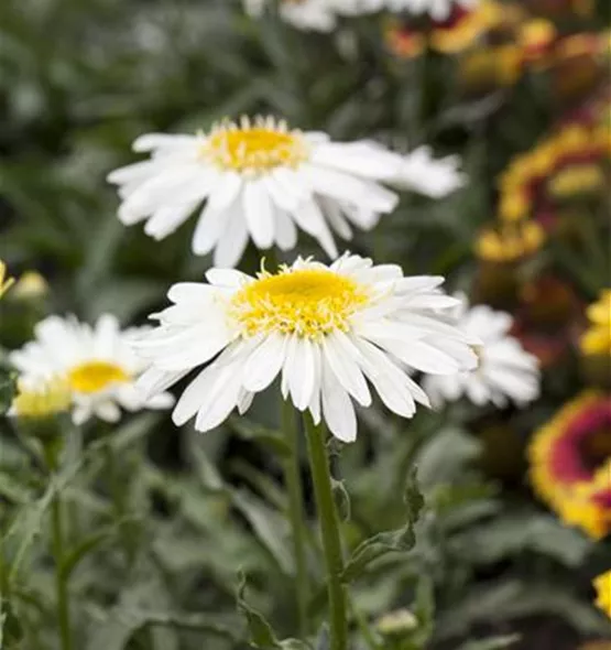 Leucanthemum x superbum