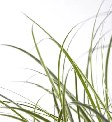 Carex brunnea