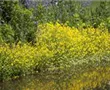 Getüpfelte Gauklerblume