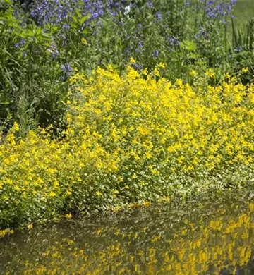 Mimulus guttatus