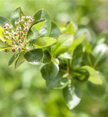 Aronia melanocarpa