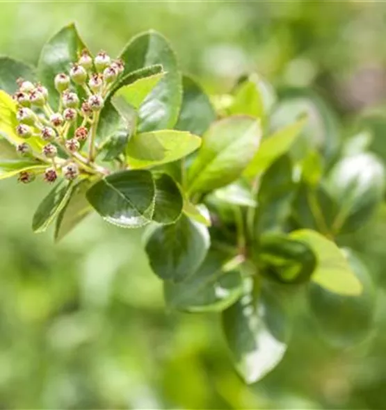 Aronia melanocarpa