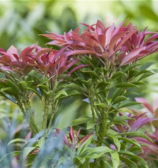 Photinia fraseri