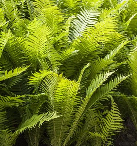 Polystichum aculeatum