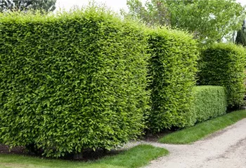 Die Hainbuche als pflegeleichter Star im Garten