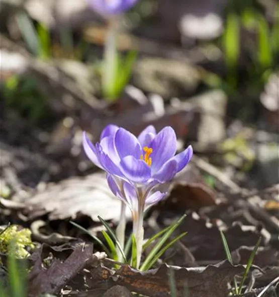 Crocus chrysanthus