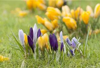 Krokus pflanzen: Der Klassiker im Frühlingsbeet