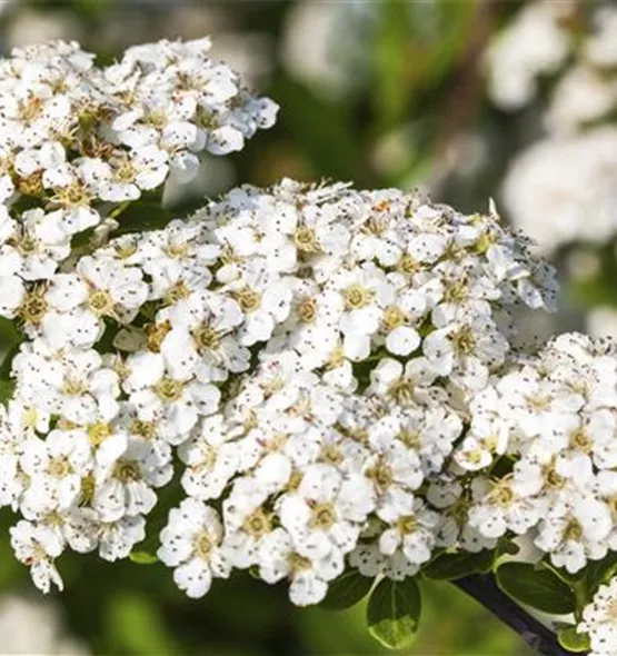 Spiraea nipponica