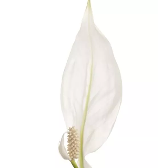 Spathiphyllum floribundum