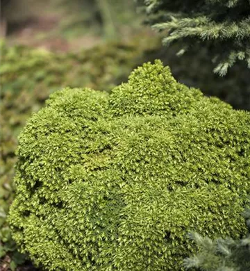 Cryptomeria japonica