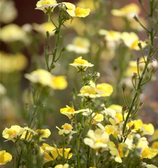 Nemesia