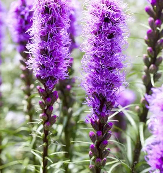 Liatris spicata