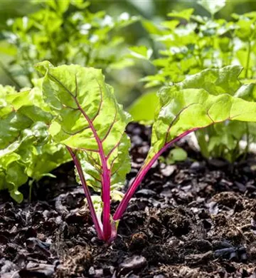 Beta vulgaris var. cicla