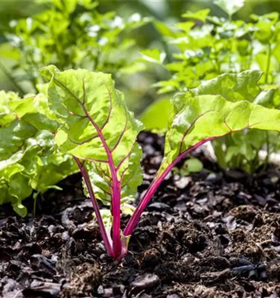 Beta vulgaris var. cicla