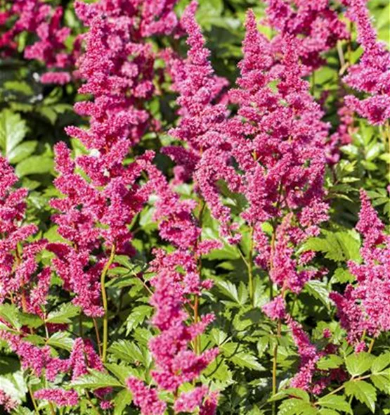 Astilbe japonica