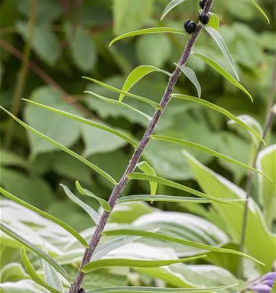 Lilium lancifolium