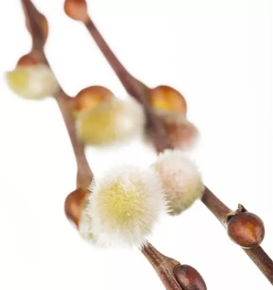 Salix caprea