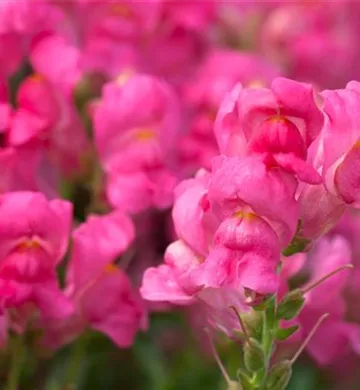 Antirrhinum majus