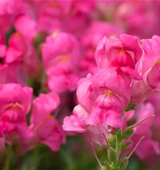 Antirrhinum majus