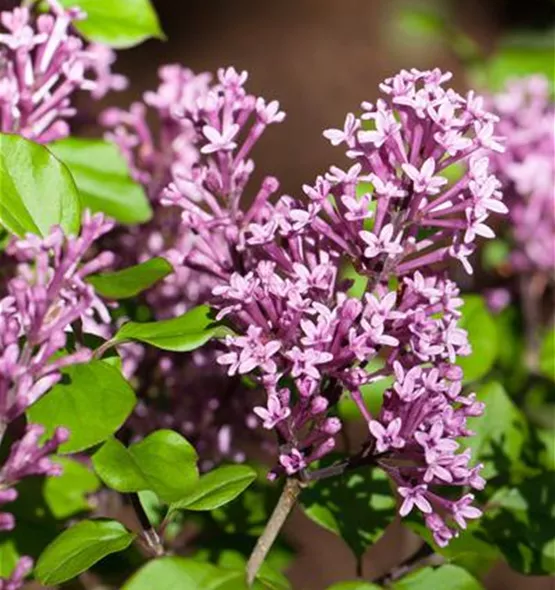 Syringa meyeri