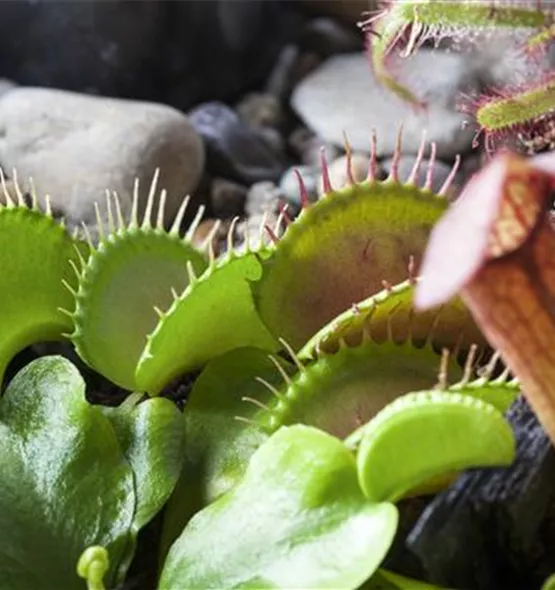 Dionaea muscipula