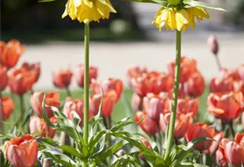 Kaiserkronen – Prachtblumen hoch hinaus