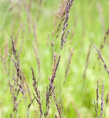 Molinia caerulea