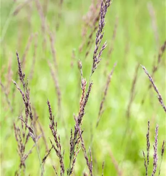 Molinia caerulea