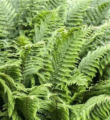 Athyrium