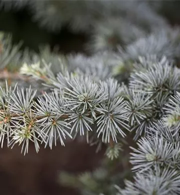 Cedrus atlantica