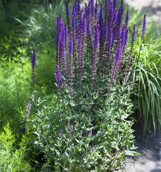 Salvia nemorosa