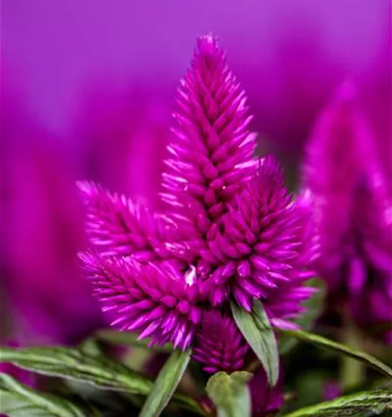 Celosia argentea