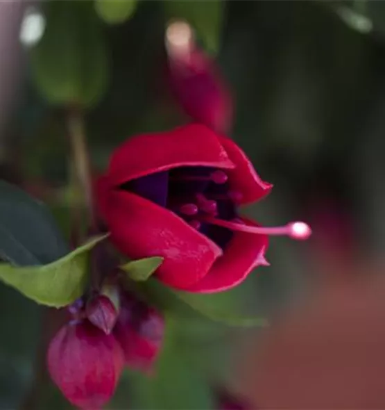 Fuchsia Hybride