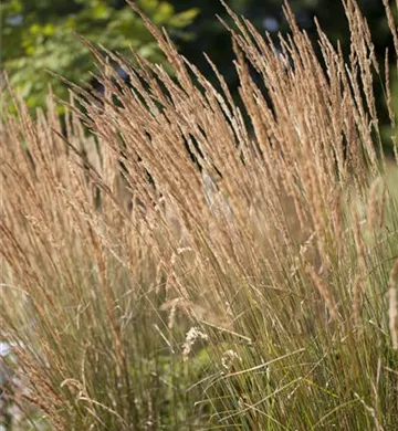 Calamagrostis x acutiflora