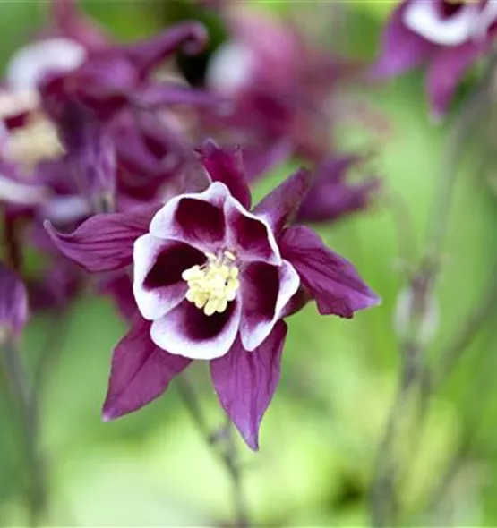 Aquilegia caerulea