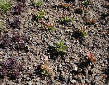 Sedum-03.jpg