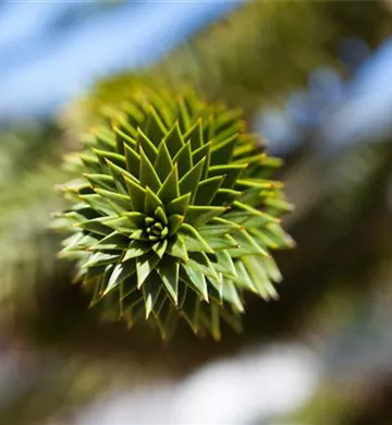 Araucaria araucana