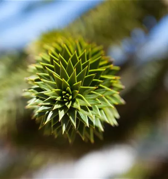 Araucaria araucana