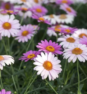 Argyranthemum frutescens