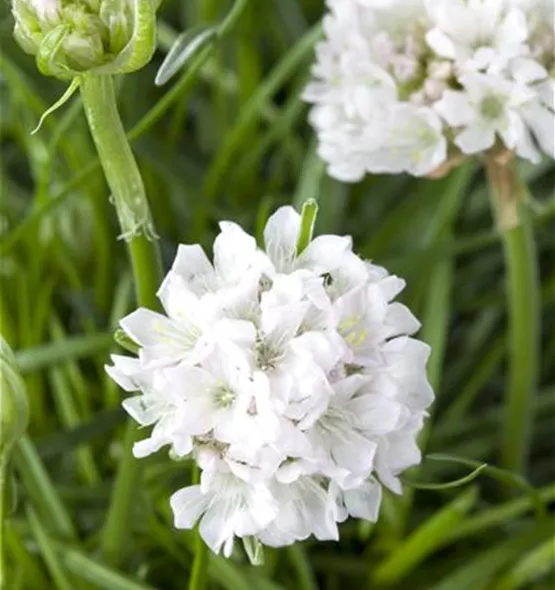 Armeria maritima