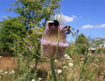 Bienenweide 05-01.jpg