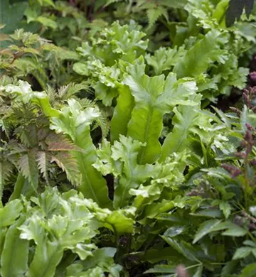 Asplenium scolopendrium