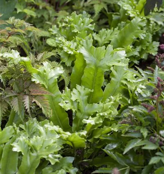 Asplenium scolopendrium