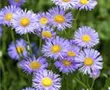 Kissen-Aster