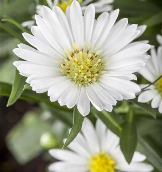 Aster novi-belgii