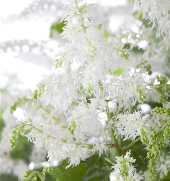 Astilbe x arendsii