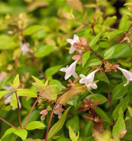 Abelia grandiflora