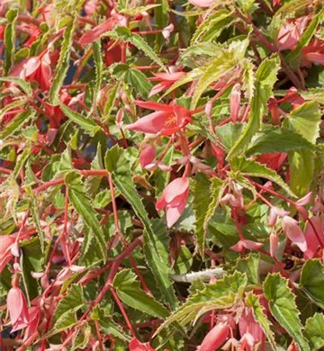 Begonia boliviensis