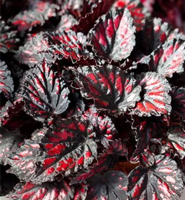 Begonia rex